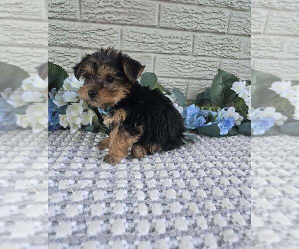 Medium Photo #6 Yorkshire Terrier Puppy For Sale in INDIANAPOLIS, IN, USA