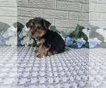 Small #5 Yorkshire Terrier