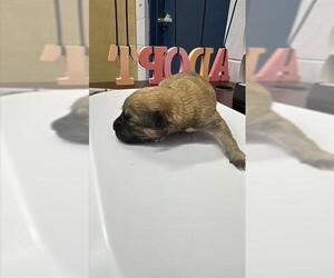 Labrador Retriever-Unknown Mix Dogs for adoption in Corpus Christi, TX, USA