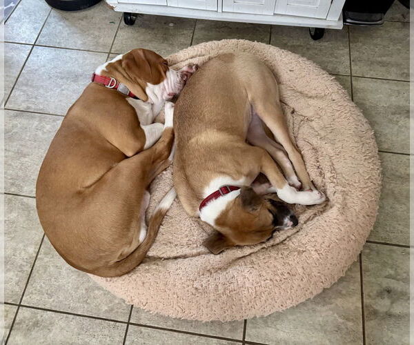 Medium Photo #8 American Staffordshire Terrier-Labrador Retriever Mix Puppy For Sale in Brewster, NY, USA