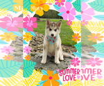 Small Photo #11 Pomsky Puppy For Sale in VENUS, PA, USA