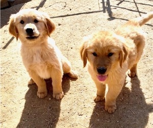 Golden Retriever Puppy for sale in SCOTTSDALE, AZ, USA