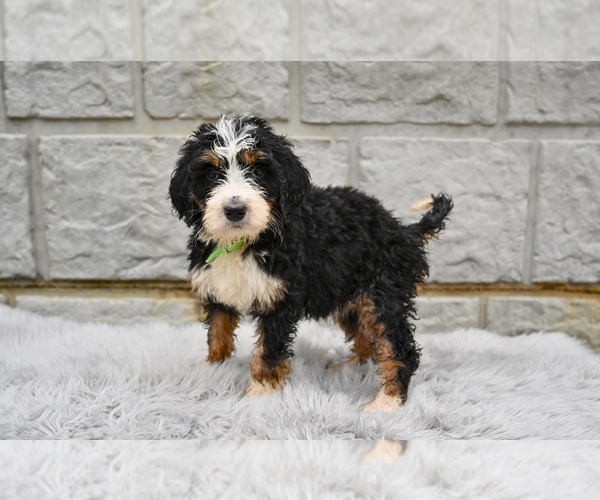 Medium Photo #5 Bernedoodle Puppy For Sale in MILLERSBURG, OH, USA
