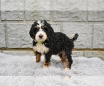 Small #4 Bernedoodle