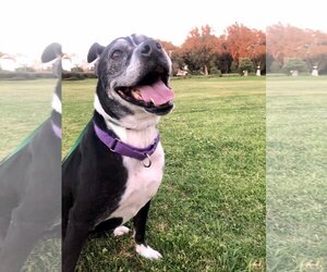Marni - Female Boxer-Unknown Mix Dog for Adoption - Photo #17