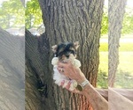 Small #4 Biewer Terrier