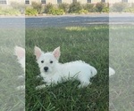 Small #3 West Highland White Terrier