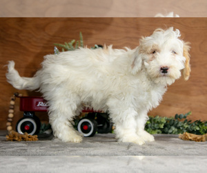 Medium Goldendoodle (Miniature)