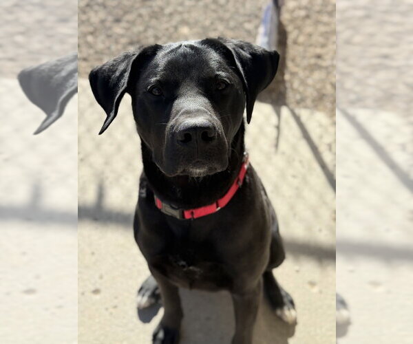 Medium Photo #5 Labrador Retriever-Unknown Mix Puppy For Sale in Bemidji, MN, USA