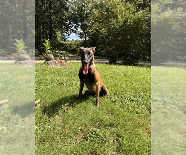 Medium Photo #1 Mutt Puppy For Sale in Imlay City, MI, USA