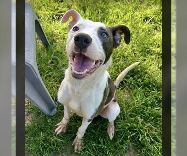 Medium Photo #2 American Pit Bull Terrier-Unknown Mix Puppy For Sale in Conroe, TX, USA