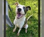 Small #1 American Pit Bull Terrier Mix