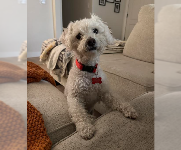 Medium Photo #4 Poodle (Miniature) Puppy For Sale in San Diego, CA, USA