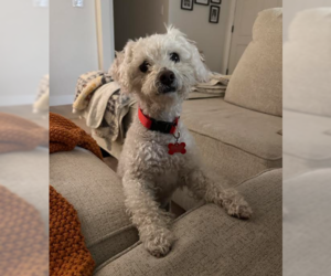 Shorty - Male Poodle (Miniature) Dog for Adoption - Photo #4
