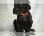 Small Photo #2 Great Dane Puppy For Sale in PILOT GROVE, MO, USA