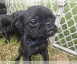 Small #1 Pug