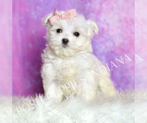 Medium Photo #23 Maltipoo (Miniature) Puppy For Sale in WARSAW, IN, USA