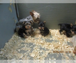 Medium Yorkshire Terrier