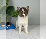 Small Photo #7 Pomsky Puppy For Sale in FRANKLIN, IN, USA