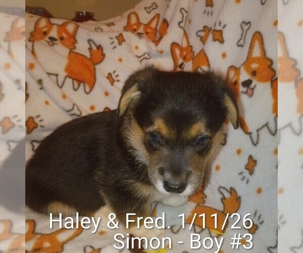 Medium Photo #3 Pembroke Welsh Corgi Puppy For Sale in OROVILLE, CA, USA