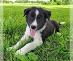 Puppy Finnley Border Collie