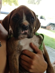 Boxer Puppy for sale in ZILLAH, WA, USA