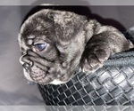Small Photo #5 French Bulldog Puppy For Sale in NEWARK, NJ, USA