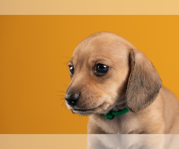 Medium Photo #36 Dachshund Puppy For Sale in CROWLEY, TX, USA