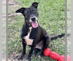 Beagle-Unknown Mix Dogs for adoption in Conroe, TX, USA