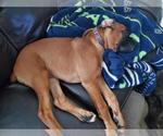 Small Photo #2 Boxer Puppy For Sale in FEDERAL WAY, WA, USA