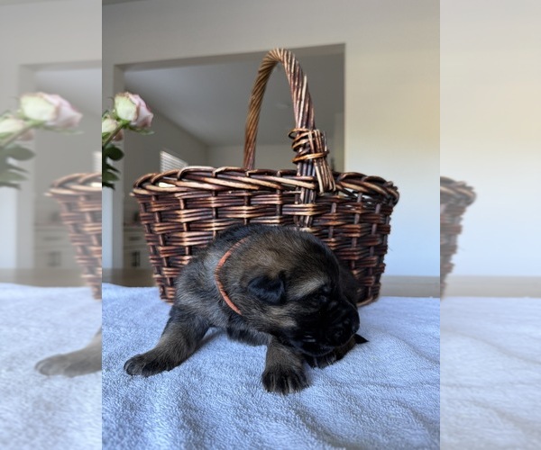 Medium Photo #8 German Shepherd Dog Puppy For Sale in PORTLAND, OR, USA