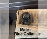 Image preview for Ad Listing. Nickname: M blue collar