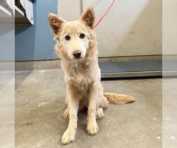 Medium Photo #1 Australian Shepherd-Unknown Mix Puppy For Sale in Camarillo, CA, USA