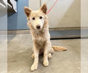 Australian Shepherd-Unknown Mix Dogs for adoption in Camarillo, CA, USA