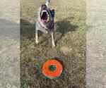 Small #15 Mutt