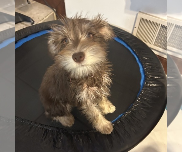 Medium Photo #52 Schnauzer (Miniature) Puppy For Sale in BRIDGETON, NJ, USA