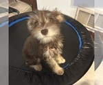 Small #51 Schnauzer (Miniature)