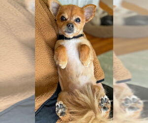 Pomeranian-Unknown Mix Dogs for adoption in Arlington, VA, USA