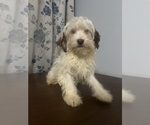 Small #21 Havanese