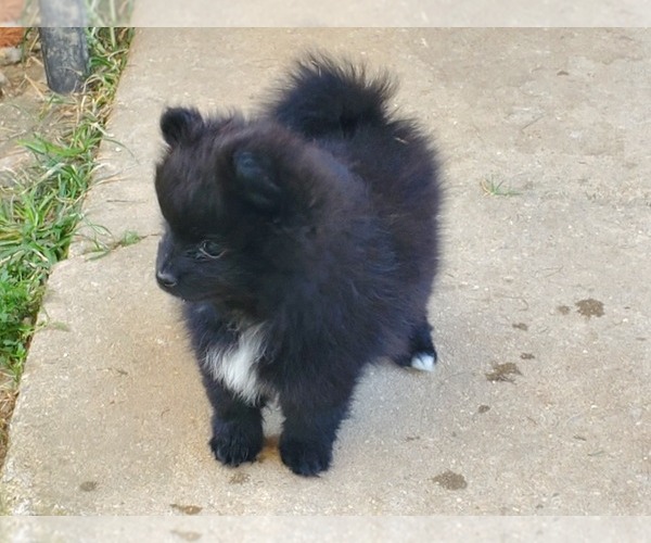 View Ad Pomeranian Puppy for Sale near Maryland, WESTMINSTER, USA. ADN