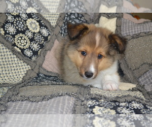 Shetland Sheepdog Litter for sale in GREENWOOD, WI, USA