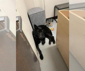 German Shepherd Dog Dogs for adoption in Sugar Land, TX, USA