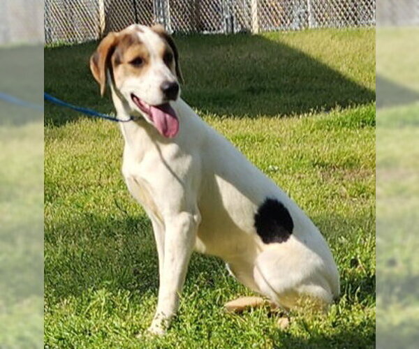 Medium Photo #5 Mutt Puppy For Sale in Wetumpka, AL, USA