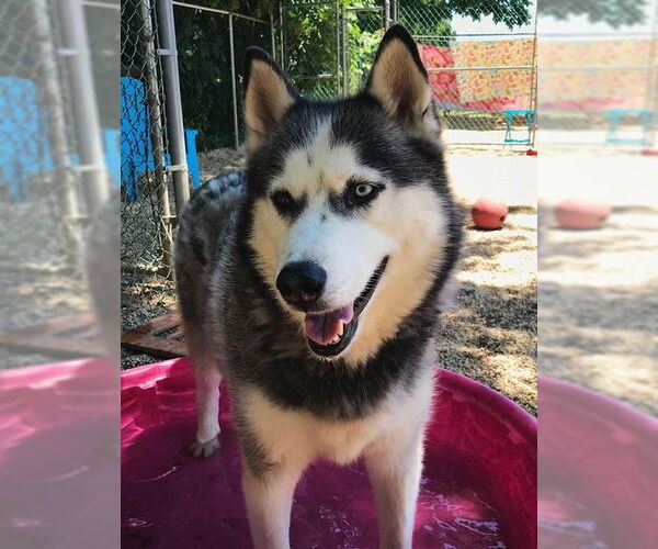 Medium Photo #4 Siberian Husky Puppy For Sale in Matawan, NJ, USA