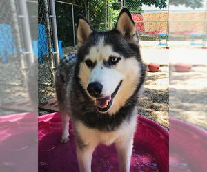 Azul - Male Siberian Husky Dog for Adoption - Photo #4