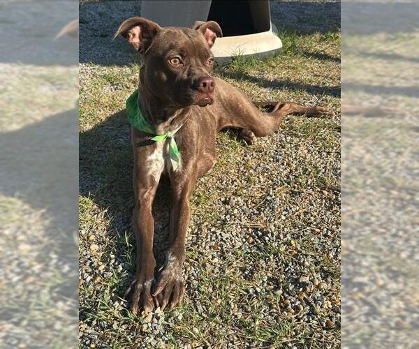 Medium Photo #1 Mutt Puppy For Sale in Augusta, GA, USA