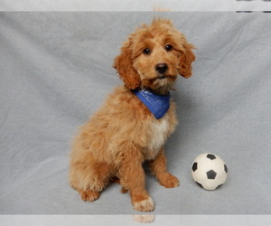 Goldendoodle (Miniature) Puppy for sale in MILLERSBURG, OH, USA