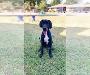 Great Dane Dogs for adoption in Bullard, TX, USA