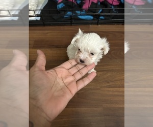 Maltese Puppy for Sale in TERRY, Mississippi USA