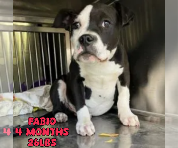 Medium Photo #5 Mutt Puppy For Sale in Woodbury, NY, USA